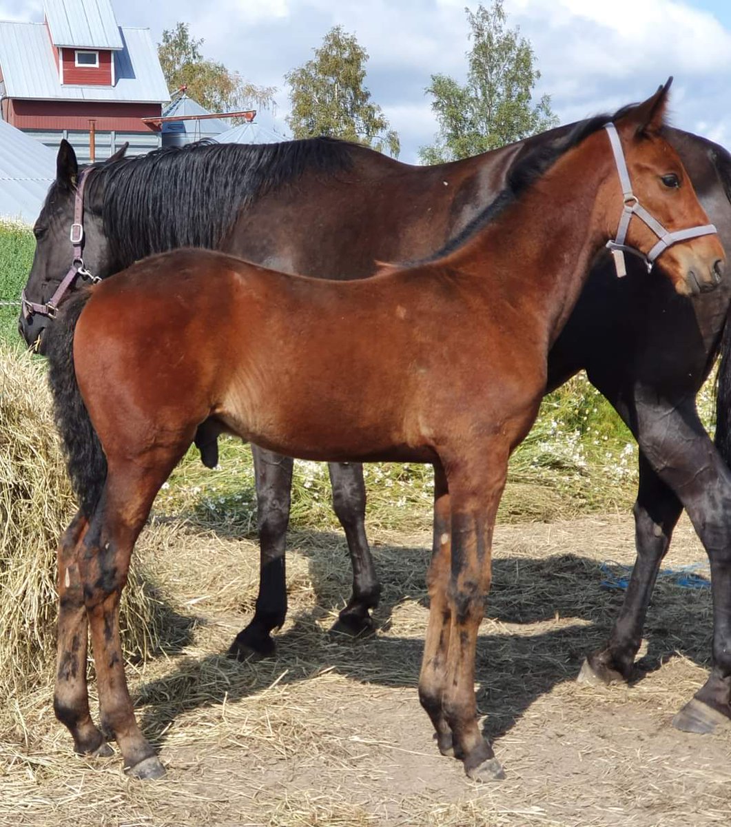 Bigwig Swamp eilen hienoon voittoon Killerillä! 🥇 Sämpylän kulta-aikojen jälkeen tuntui tuleeko lämminverikasvatteja enää ikinä radoille, mutta onneksi Swamppeja alkaa taas näkyä ja ihan pärjänneetkin ovat. Eiköhän täältä vielä nousta 😊💪 #ravit #hevoskasvatus