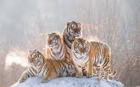 devinbice88's tweet photo. UWA Tigers are on the HUNT!!! 🔴⚪️ 🐅 #WeAreWest https://t.co/RQow7cYWdL