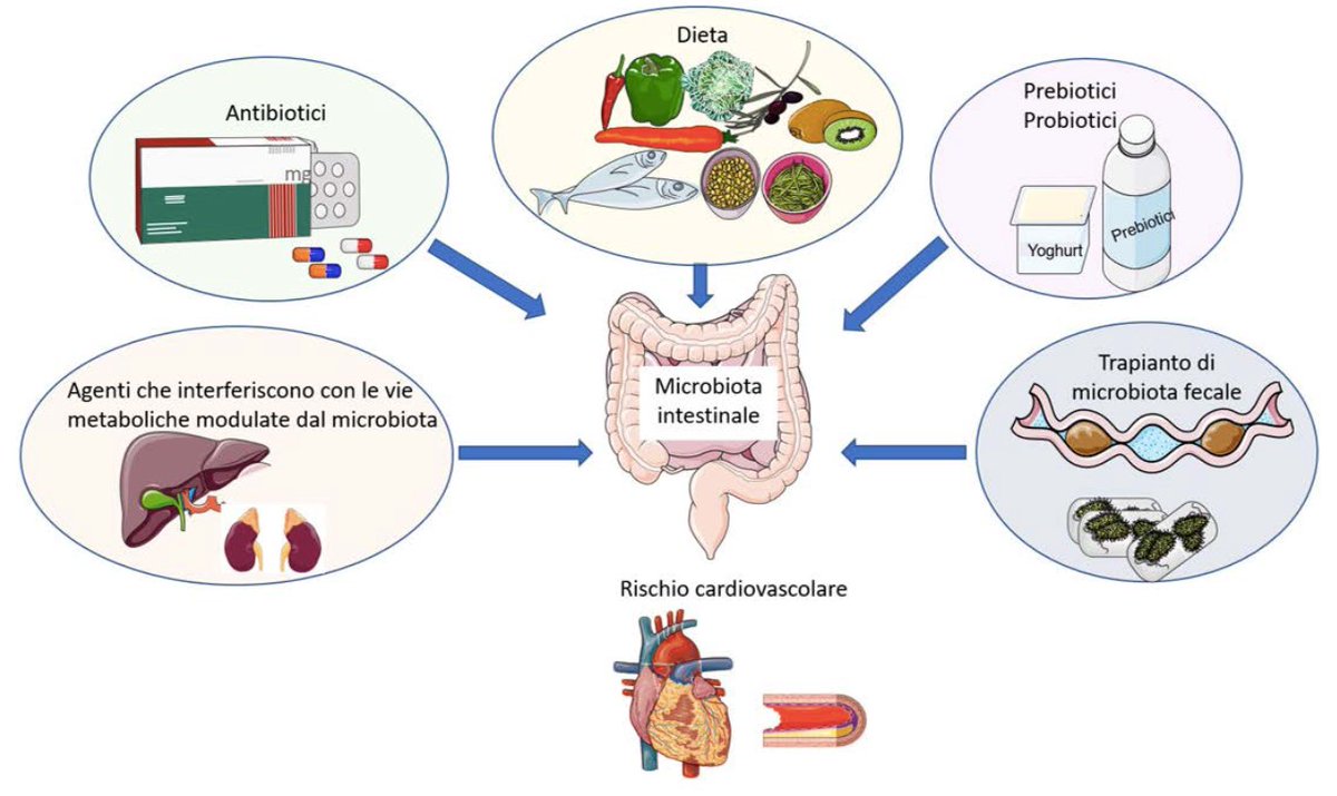 gitalcardiol's tweet photo. Scopri il ruolo del #microbiota nell'aterogenesi e i possibili interventi terapeutici sintetizzati nella rassegna by Di Fusco et al. con la guida di Colivicchi. Da non perdere l'editoriale di Calabrò. #prevenzione @_anmco 
https://t.co/7LAup21ryi https://t.co/SW6GGsfipI