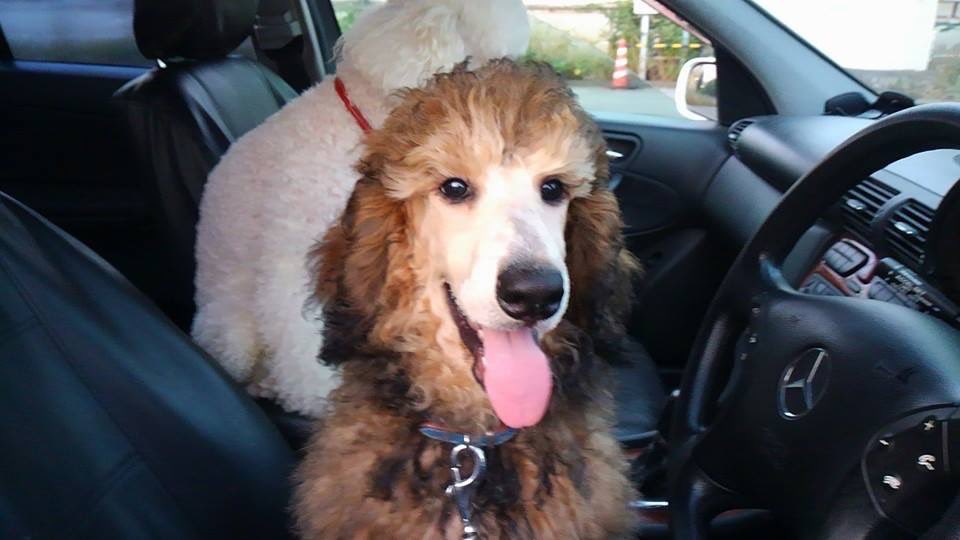 tgGpbPhgPJ93n4V's tweet photo. 愛犬のウリエルとガブリエルです🐩🐩💕
#ドライブ大好き🚘
#スタンダードプードル
#大好きな家族
#lovetodrive🚘
#standardpoodle
#lovemyfamily
💖💖💖💖💖💖💖💖💖 https://t.co/VIR1QHGPeF