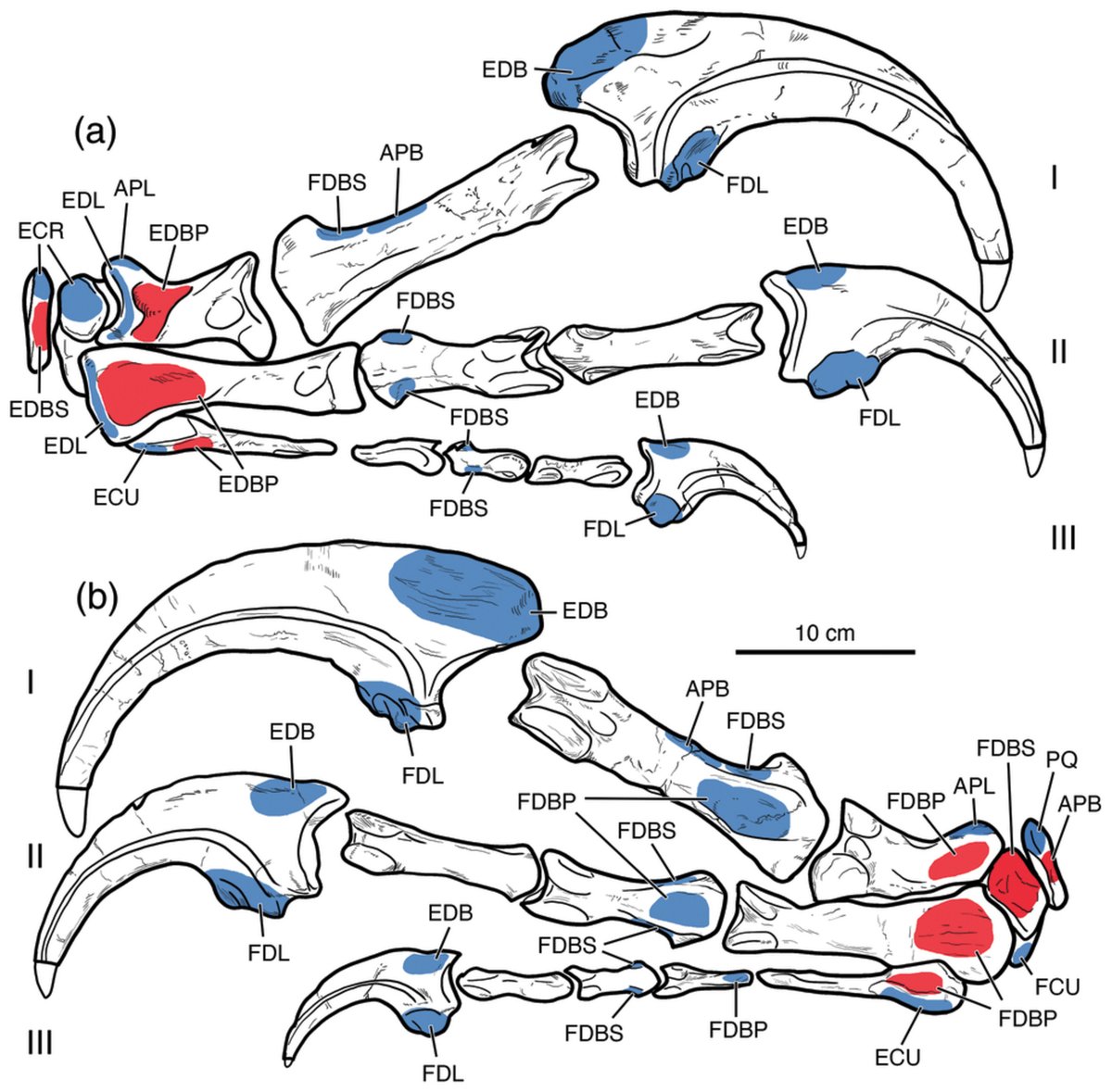 AnatRecord's tweet photo. New research by Alexis Aranciaga Rolando, @antarcticdinos et al. reconstructs the arm muscles of mysterious meat-eating dinosaurs called megaraptorans:
https://t.co/fqHgeqjP7a

#megaraptora #theropoda #dinosaurs #paleobiology https://t.co/GlizYD0i2y