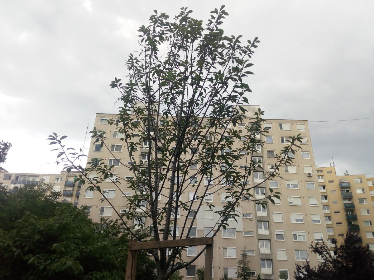 okovaros's tweet photo. Ismét elindult a Tesco „Ön választ, mi segítünk!” programja, szervezetünk sikerrel bejutott a szavazási fázisba! Zöldítsük tovább Debrecent! Let's green up Debrecen!🙂2023. január 16-február 12.
#Tesco #Debrecen #UrbanGreeningProject https://t.co/lJ03oKGoBz