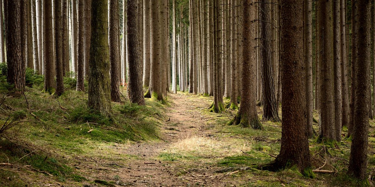 Nieuwe studie bevestigt: bio-energie uit bosresten heeft een aanzienlijk positief effect op de beperking van de klimaatverandering

biomassafeiten.nl/2023/01/17/nie…

#klimaat #biomassa #bos #studie