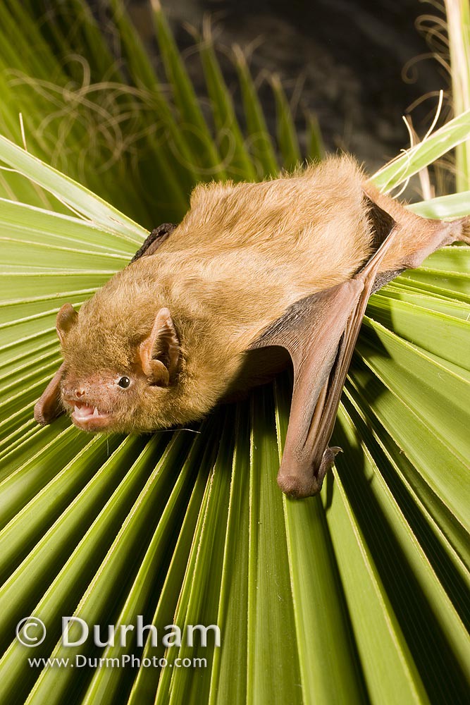 perea1332's tweet photo. #Dasypterus #intermedius is the largest of the yellow 🦇 found along the #Coastal #Plain of the southeastern 🇺🇸 reaching as far as 🇭🇳. However👎, #habitat #loss is a major concern because its range overlaps with heavily populated #coastal #areas 🏖️🌊 https://t.co/xQ8SvmrPmx
