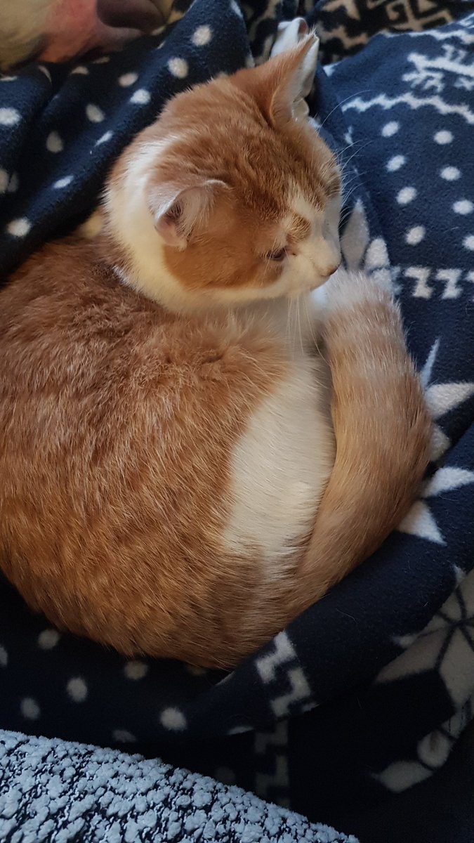 hvass1978's tweet photo. @michaelscat2 Our cat https://t.co/XZPqlNvAQJ