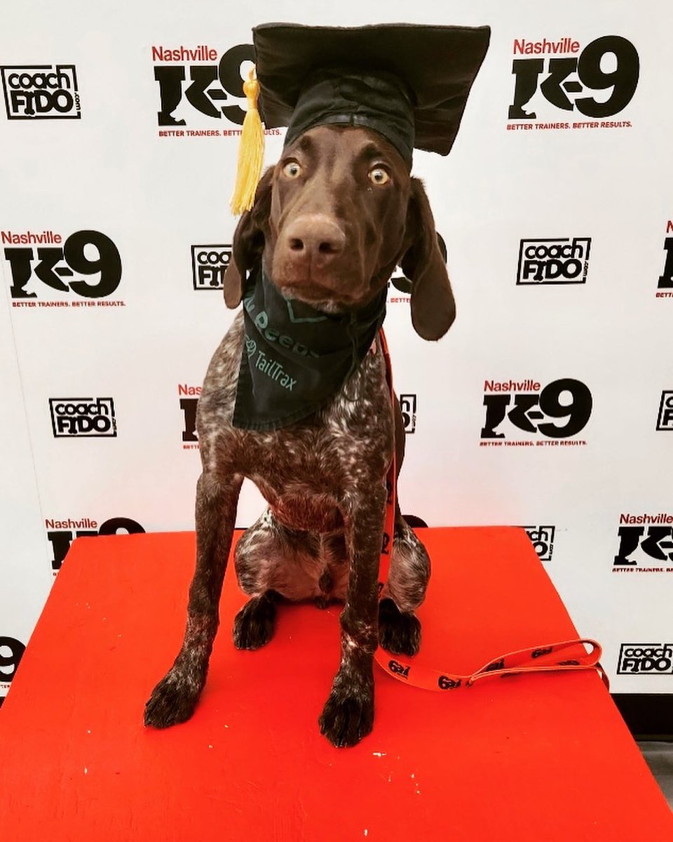 NashvilleK9's tweet image. Congratulations, Murphy! You graduated!! 

#germanshorthairedpointer  #gsp #puppy  #dogtraining #nashville #nashvilledogtraining  #obedience #nashvilledogtrainer #positivereinforcement #clickertraining #agility #behavior #bettertrainers #betterresults #NashvilleK9
