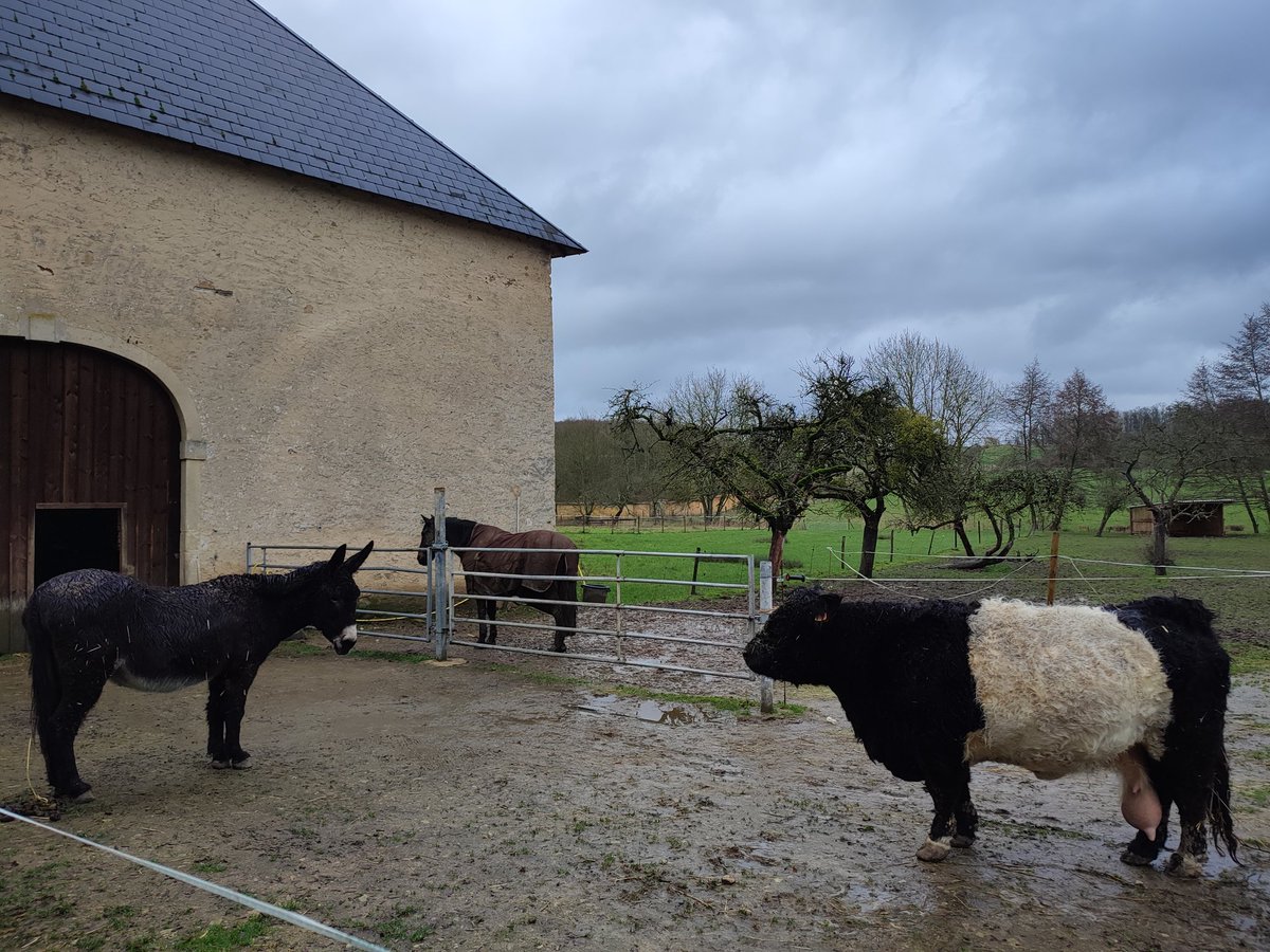 Sous le ciel gris, duel de regard entre Marguerite et Titane. Qui sera la première arrivée à la mangeoire ? Pago le cheval fait l'arbitre derrière sa clôture. Le suspens est à son comble 🤣