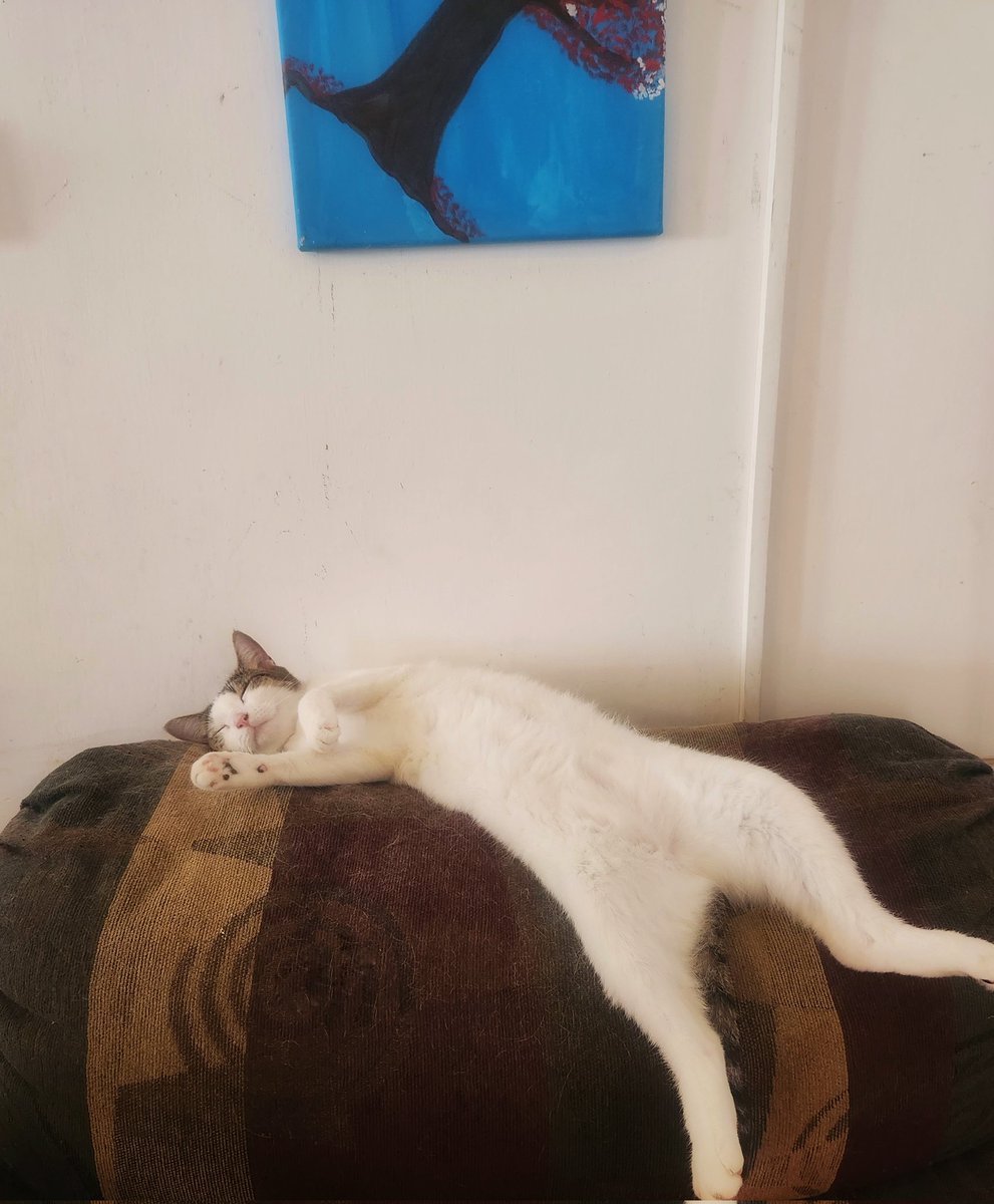 HausofKatzen's tweet photo. Having a nobones Tuesday - Coconut Cream #CatsOfTwitter #CatsOnTwitter #nobones #petsoftwitter #lazyday #lazycat https://t.co/x9SsmCcBSg