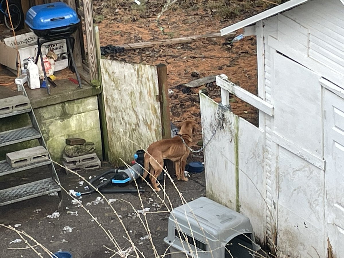 keithlrader's tweet photo. Tell me this dog isn’t malnourished… https://t.co/WZtI85wdWe