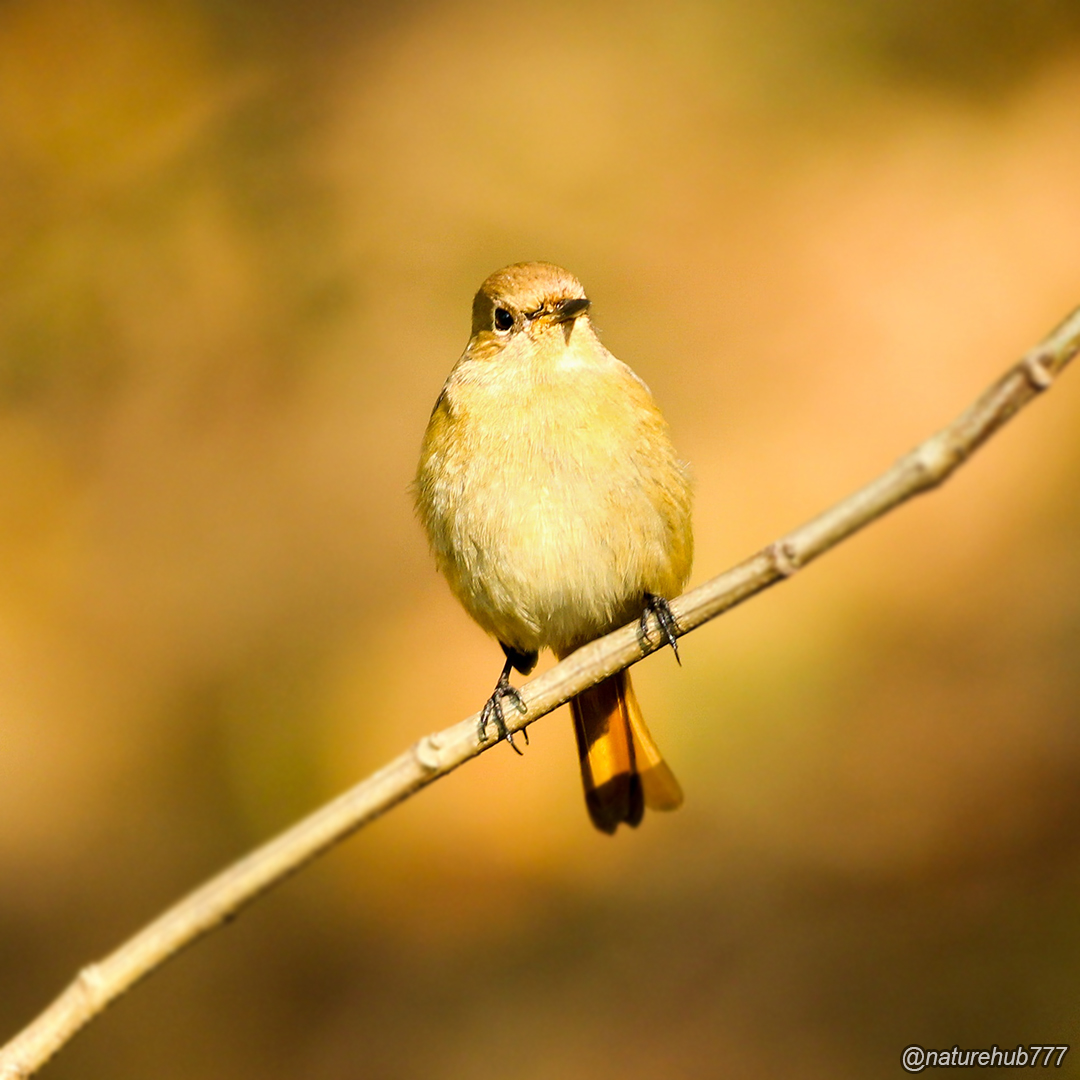 NatureHub777's tweet photo. Daurian Redstart - Daurian Kızılkuyruk 🐦

#daurianredstart #birds #animals #kuşlar #hayvanlar #doğa #nature https://t.co/rhpAscUrvo