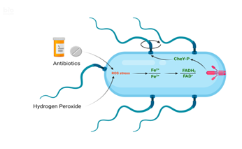#Blastmeeting2023 <a href="/BlastMeetings/">BLAST Meetings</a>
Next up, Nabin Bhattarai from <a href="/harsheylab/">HarsheyLab</a> <a href="/ut_mbs/">Molecular Biosciences</a> is giving a talk on how the E. coli &amp; Salmonella get repelled away from antibiotics and ROS using the chemoreceptor Aer.
