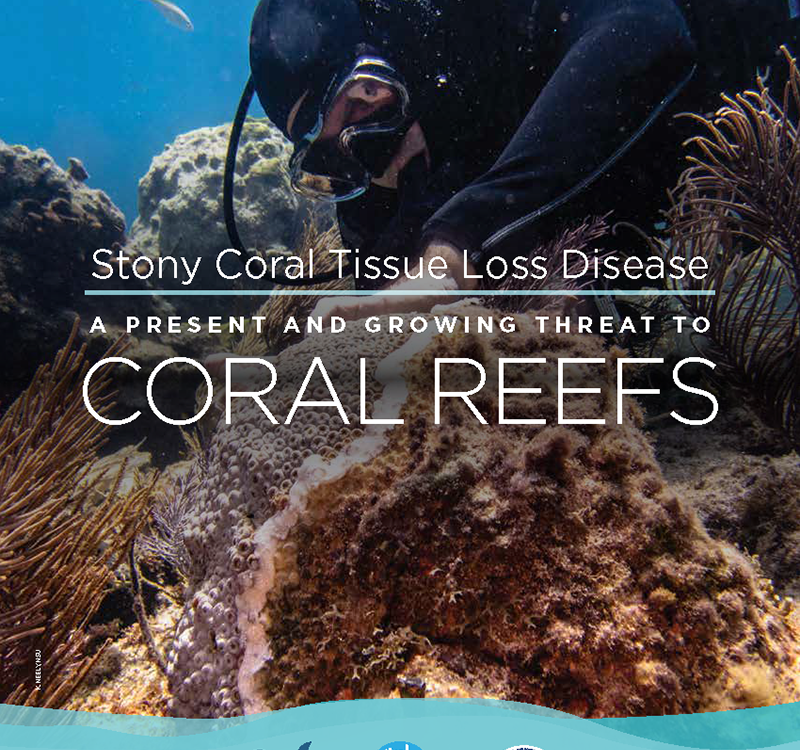NOAACoral's tweet photo. Dedicated coral scientists and managers continue work on #SCTLD. @ICRI_Coral_Reef is helping to spread the word internationally. #ForCorals #CoralReefs @FloridaSeaGrant https://t.co/NNe8PENeEp https://t.co/R6TIfNFORy