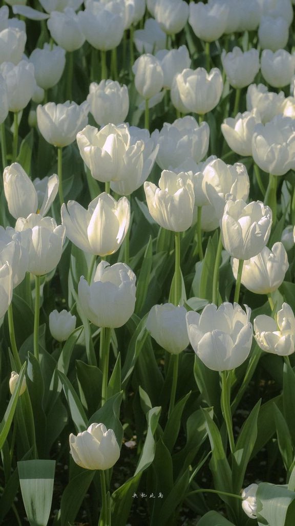 piinkibun's tweet photo. white tulips https://t.co/b69Sdww7rX