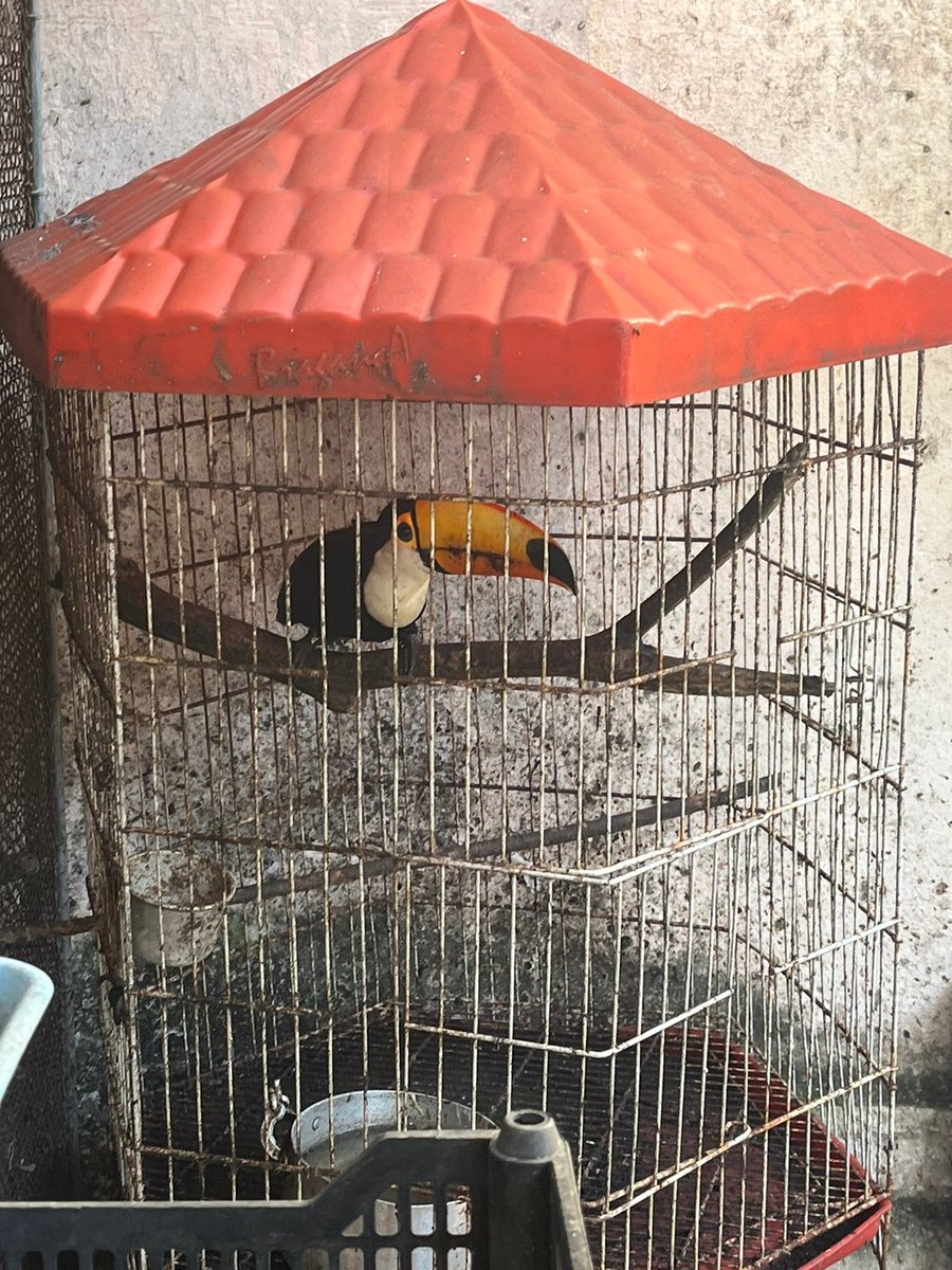 PMERJ's tweet image. Policiais militares do #18BPM, em apoio ao #9BPM, na comunidade da Primavera, em Cavalcante, encontraram um cativeiro ilegal de animais silvestres na Rua Laurindo Filho. No local, 12 jabutis, 02 tucanos, 02 gaviões, 02 maritacas e outros animais foram apreendidos.