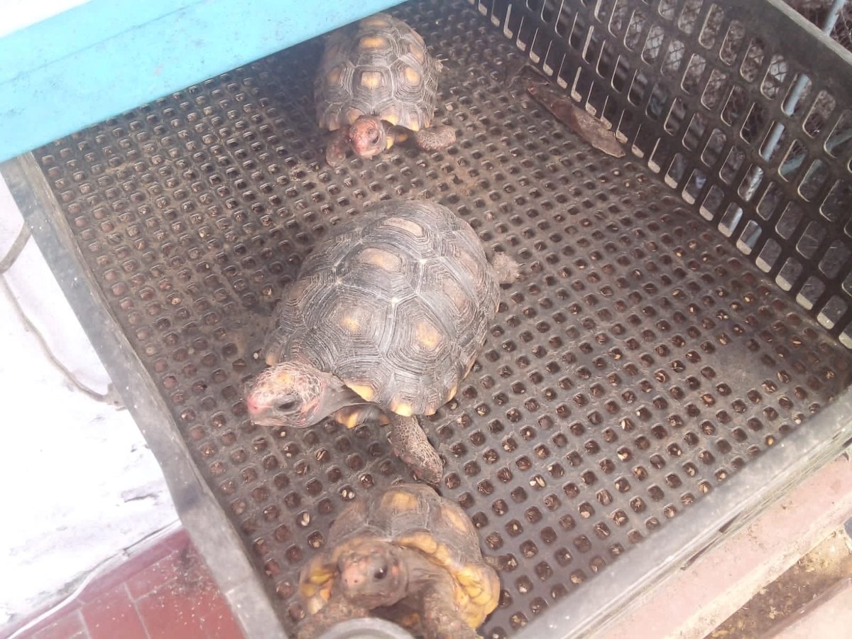 PMERJ's tweet image. Policiais militares do #18BPM, em apoio ao #9BPM, na comunidade da Primavera, em Cavalcante, encontraram um cativeiro ilegal de animais silvestres na Rua Laurindo Filho. No local, 12 jabutis, 02 tucanos, 02 gaviões, 02 maritacas e outros animais foram apreendidos.