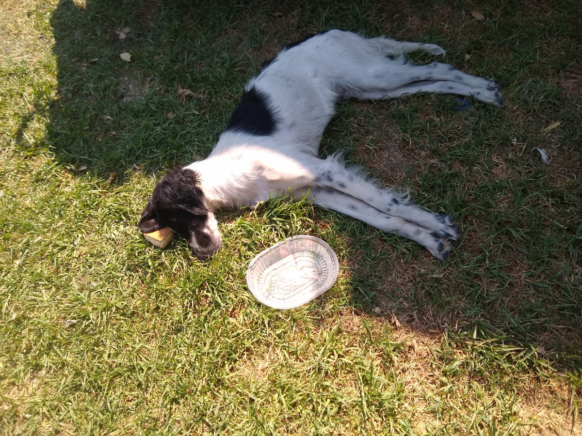 patripeyrou's tweet photo. Urgente
Lo abandonaron en lugano,bajo el sol,en paseo de malvinas y castañares.
Esta  muy triste
+54 9 11 5981-0344 https://t.co/O78pmo46NK