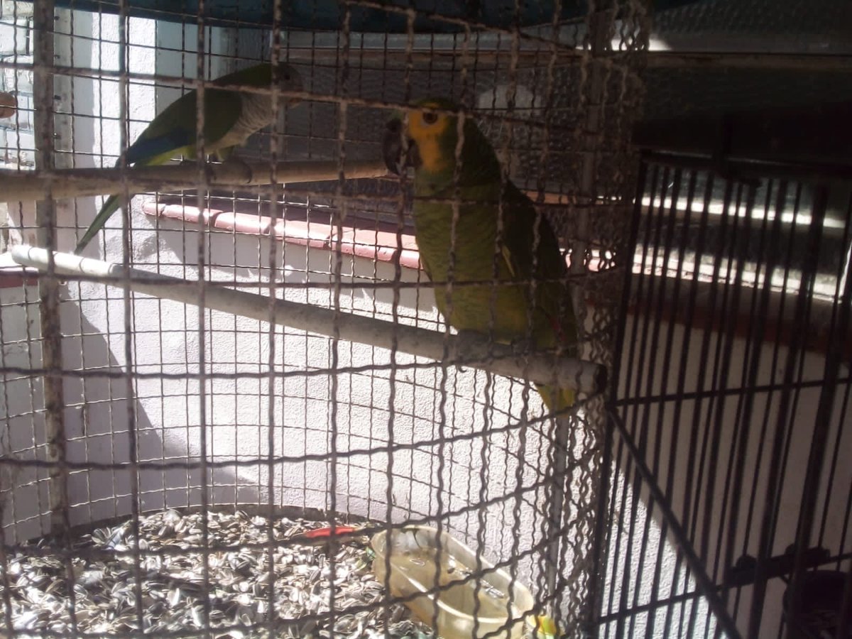 PMERJ's tweet image. Policiais militares do #18BPM, em apoio ao #9BPM, na comunidade da Primavera, em Cavalcante, encontraram um cativeiro ilegal de animais silvestres na Rua Laurindo Filho. No local, 12 jabutis, 02 tucanos, 02 gaviões, 02 maritacas e outros animais foram apreendidos.