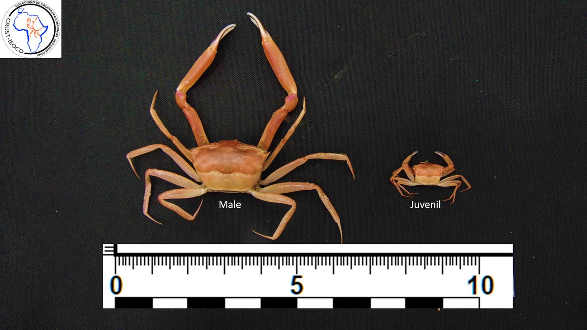 CRUST_IEOCD's tweet photo. 😍🦀#Goneplax_rhomboides shows sexual dysmorphism, with the size of the chela being longer in males than in females and juveniles!  👀 located at 8-600m approx! Here: Specimens hosted at @CRUST_IEOCD and collected in August in the Mediterranean aboard the R/V #MiguelOliver🌊 https://t.co/fkqyYYOoac