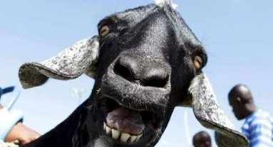 MtalySA1's tweet image. Le sisu...?