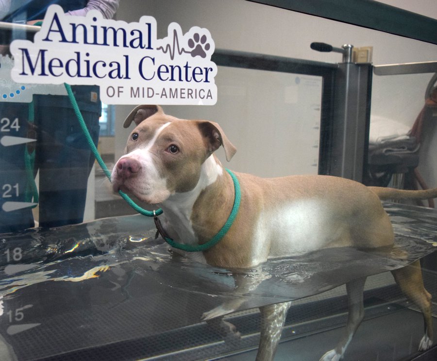Home - Animal Medical Center of Mid-America