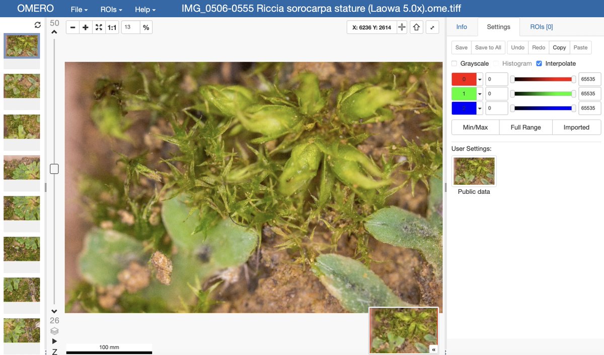 IDRnews's tweet photo. Released ahead of its publication - Reference BioImaging dataset to assess the phenotypic trait diversity of bryophytes within the family Scapaniaceae from Peters at al.
https://t.co/4pY38SKJE7 https://t.co/PefNsnVzmV