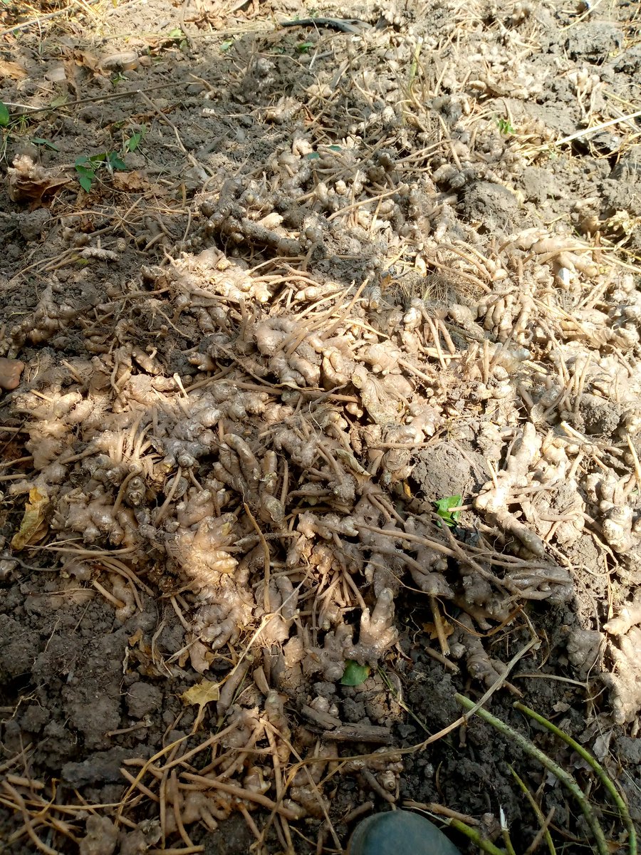 AgroButtons's tweet photo. Your favorite organic ginger 💯💯 https://t.co/oLlwOcyMnB