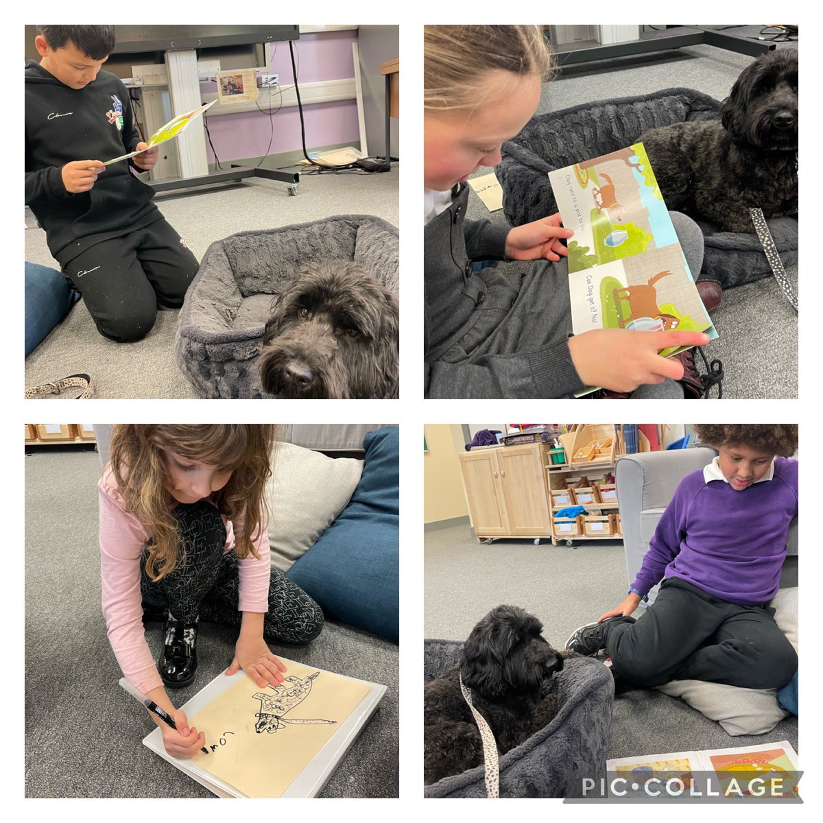 Our first “Reading with Ozzy” session was a hit! Ozzy loved listening to the stories and doing tricks for treats! 🐾 📕 @Castleview_PS