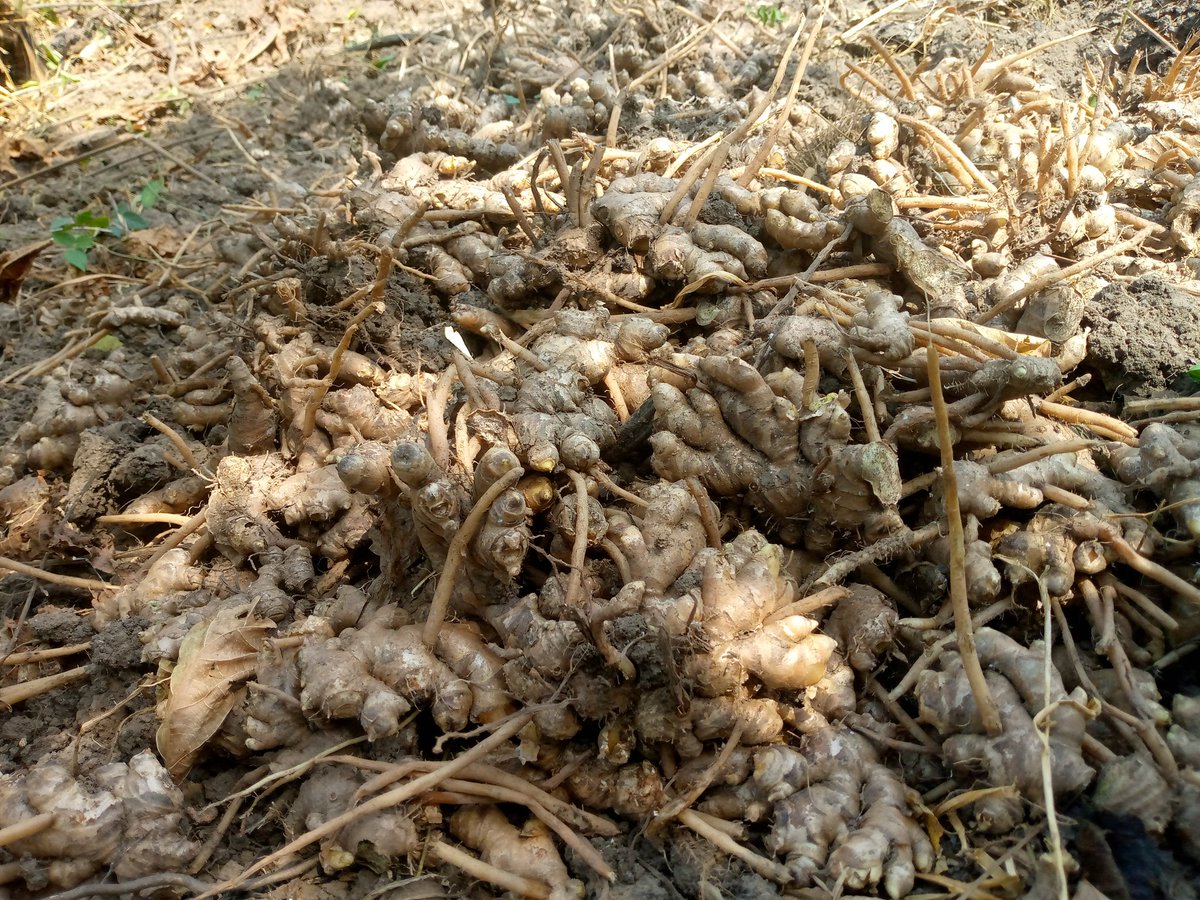 AgroButtons's tweet photo. Your favorite organic ginger 💯💯 https://t.co/oLlwOcyMnB