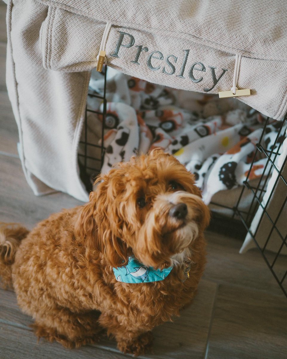 lordsandlabs's tweet photo. Cosy corners ✨

🔎 Personalised Dog Crate Cover in Natural Herringbone Tweed by Lords &amp; Labradors

( #📷 @darrsea ) https://t.co/HfnAP1ErmA