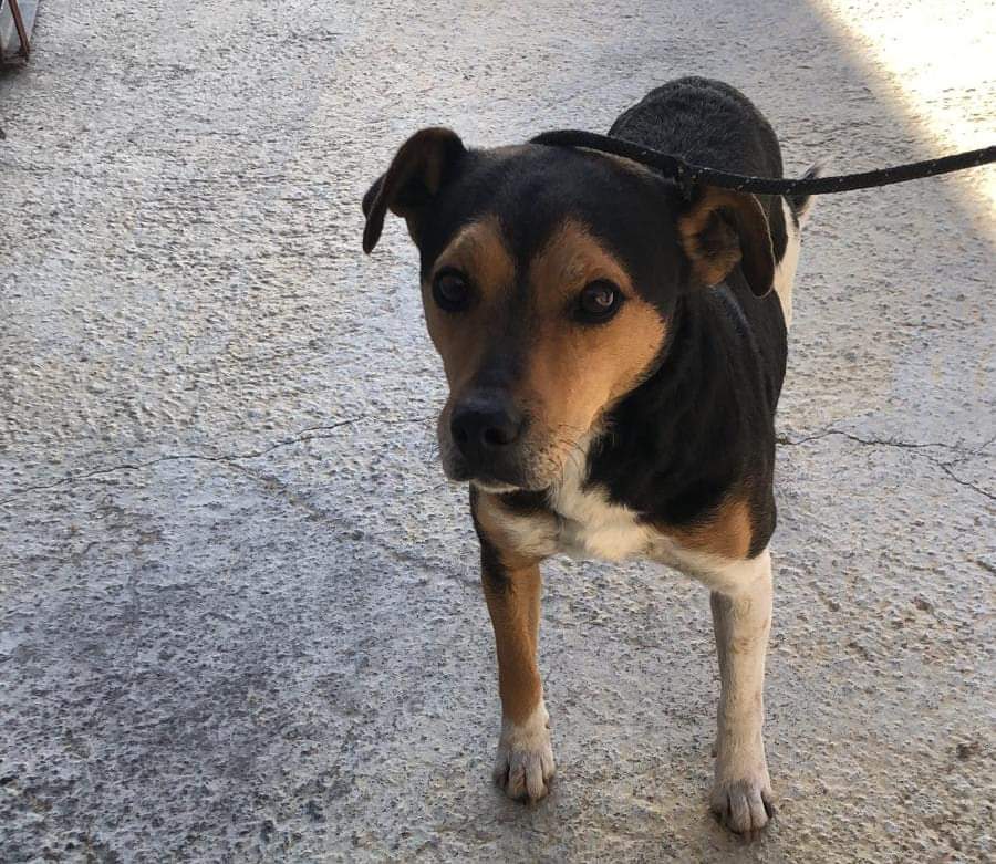SilviaMylo's tweet photo. Pequeño abuelo de casi 13 años en la perrera.
Propietario fallecido.
Hace muchísimo frío por favor, ayuda para él!!! 
Contacto: una.nueva.vida.valladolid@gmail.com
Qué tristeza 😢💔 https://t.co/eG4EETfy0a