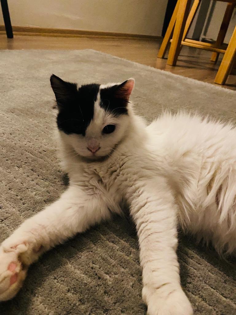 3 aylık dişi, aşıları yapılmış bu güzelliği sahiplenen olur mu? Annesi öldükten sonra sokakta kendisine bakamadığı için eve alındı. Sahiplenen olursa yaşı gelince kısırlaştırmasını da karşılayacağız gerekirse. Bana ulaşabilirsiniz.

Gayrettepe / İstanbul