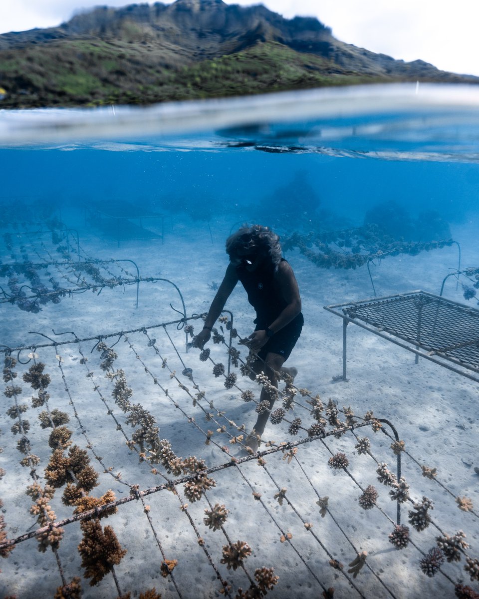 AirTahitiNuiFR's tweet photo. En 2022, @coral_gardeners a planté 12000 #coraux ! Ces jardiniers des océans réalisent de nombreuses actions pour sauver les récifs #coralliens. Air Tahiti Nui est fière de les soutenir! 🌊

Voici les photos de notre corde de coraux, à la nurserie de Tiaia 👇

📷 ©Noé Langronier https://t.co/MGqSzlrDGz