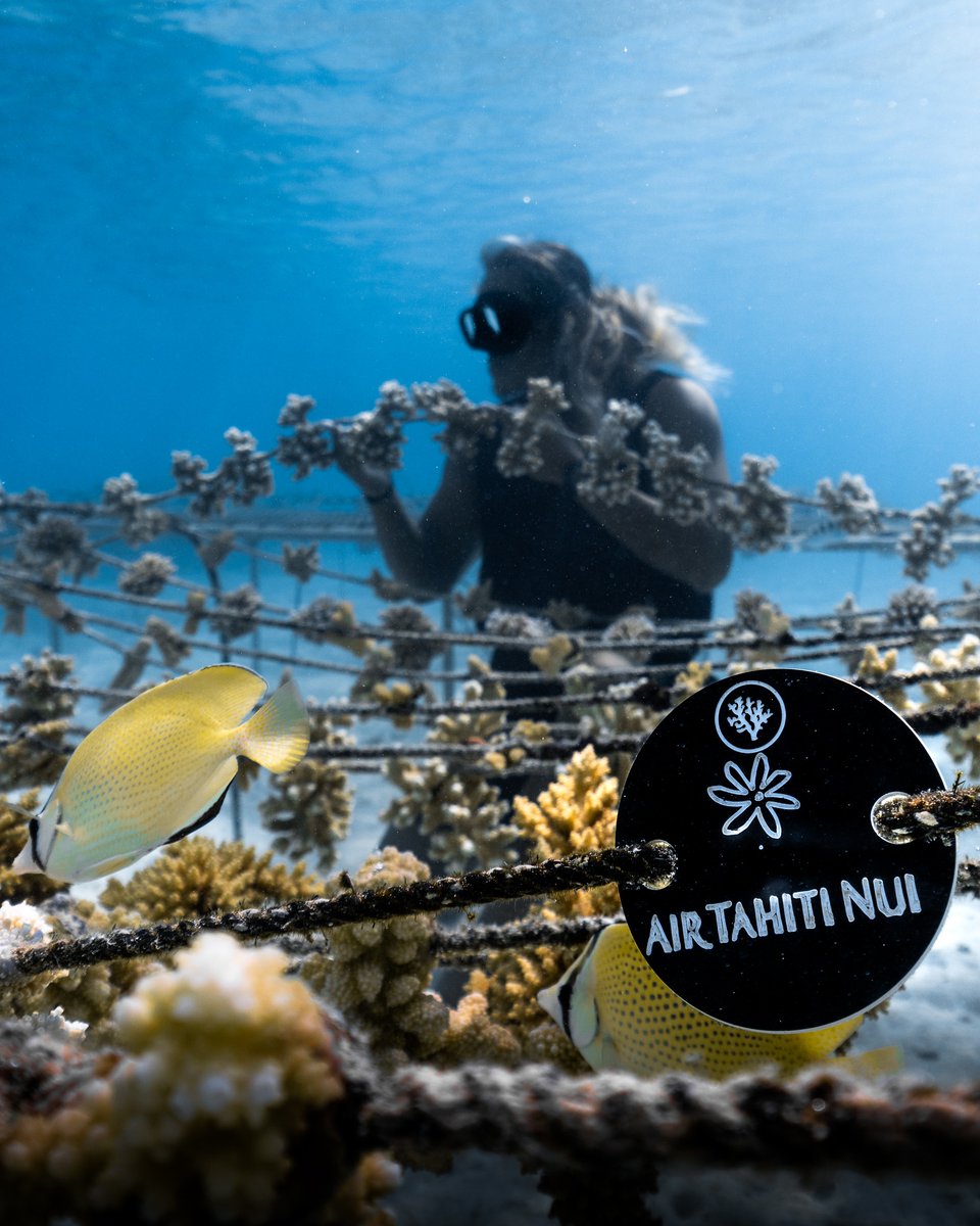 AirTahitiNuiFR's tweet photo. En 2022, @coral_gardeners a planté 12000 #coraux ! Ces jardiniers des océans réalisent de nombreuses actions pour sauver les récifs #coralliens. Air Tahiti Nui est fière de les soutenir! 🌊

Voici les photos de notre corde de coraux, à la nurserie de Tiaia 👇

📷 ©Noé Langronier https://t.co/MGqSzlrDGz