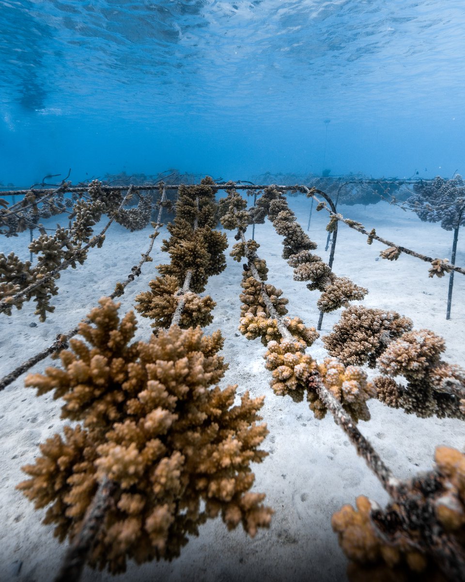 AirTahitiNuiFR's tweet photo. En 2022, @coral_gardeners a planté 12000 #coraux ! Ces jardiniers des océans réalisent de nombreuses actions pour sauver les récifs #coralliens. Air Tahiti Nui est fière de les soutenir! 🌊

Voici les photos de notre corde de coraux, à la nurserie de Tiaia 👇

📷 ©Noé Langronier https://t.co/MGqSzlrDGz