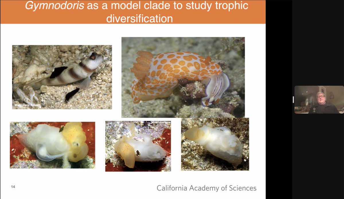 MeilinNeo's tweet photo. Ahead of celebrating the Year of Water Rabbit, we had the pleasure of hosting Dr Terry Gosliner of @calacademy for our #SJINML monthly series of research seminars. He shared his passion for the nudibranchs & how his studies makes a positive impact on their conservation! #molluscs https://t.co/Ir91ET0ZXS