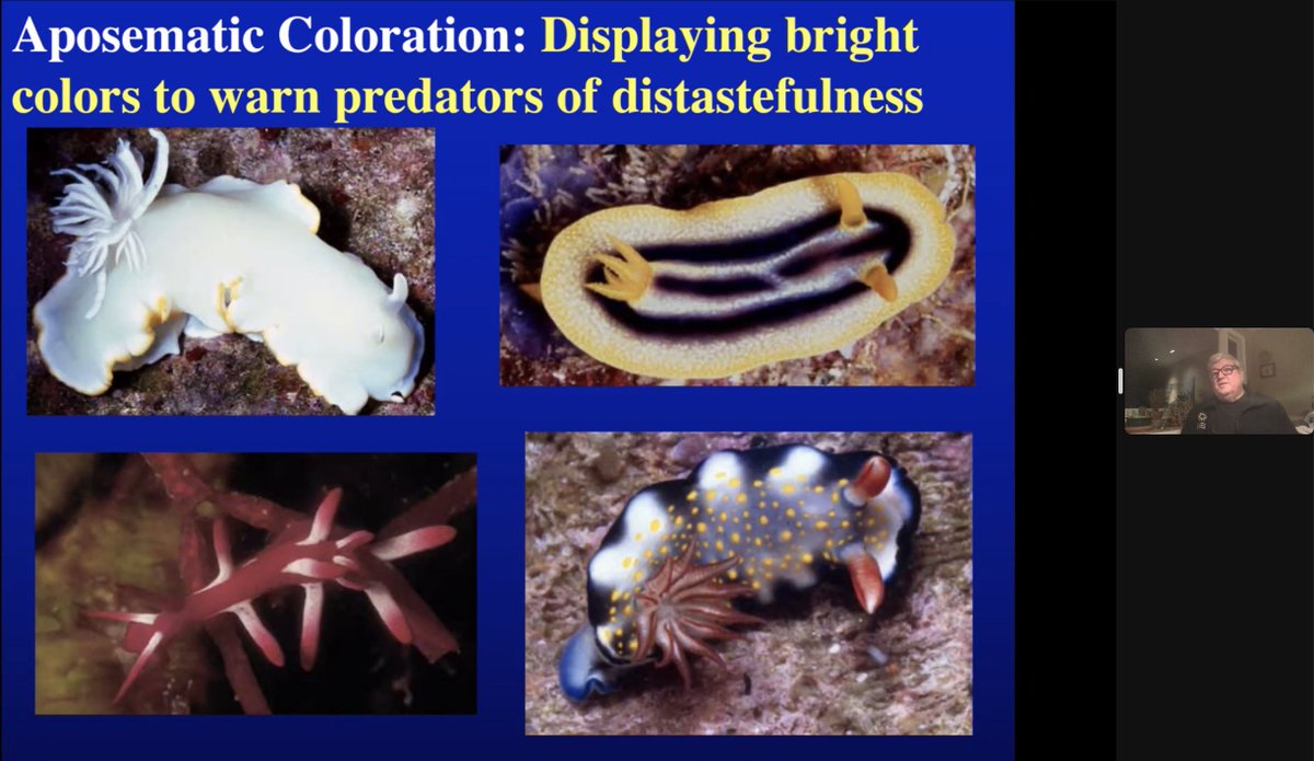 MeilinNeo's tweet photo. Ahead of celebrating the Year of Water Rabbit, we had the pleasure of hosting Dr Terry Gosliner of @calacademy for our #SJINML monthly series of research seminars. He shared his passion for the nudibranchs & how his studies makes a positive impact on their conservation! #molluscs https://t.co/Ir91ET0ZXS