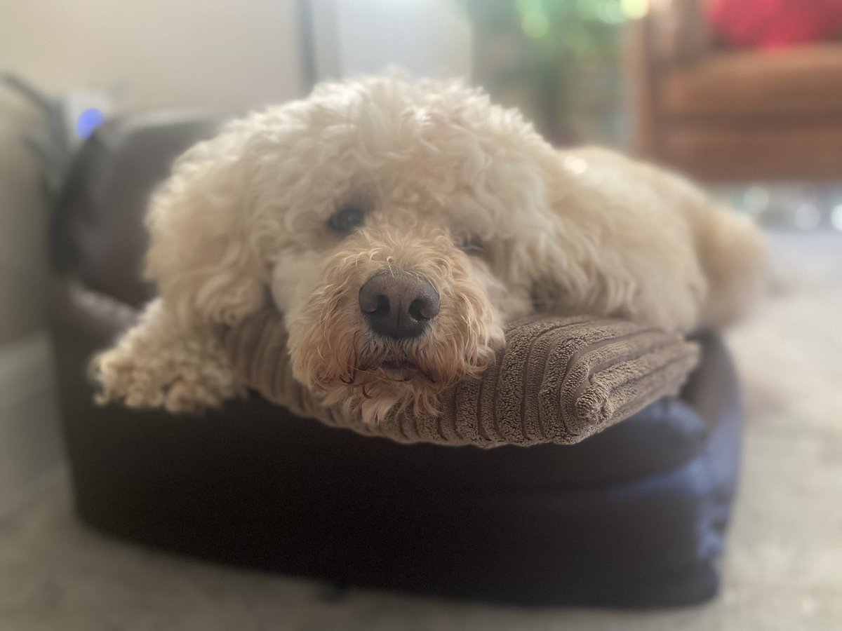 Data Duopoly tweet media