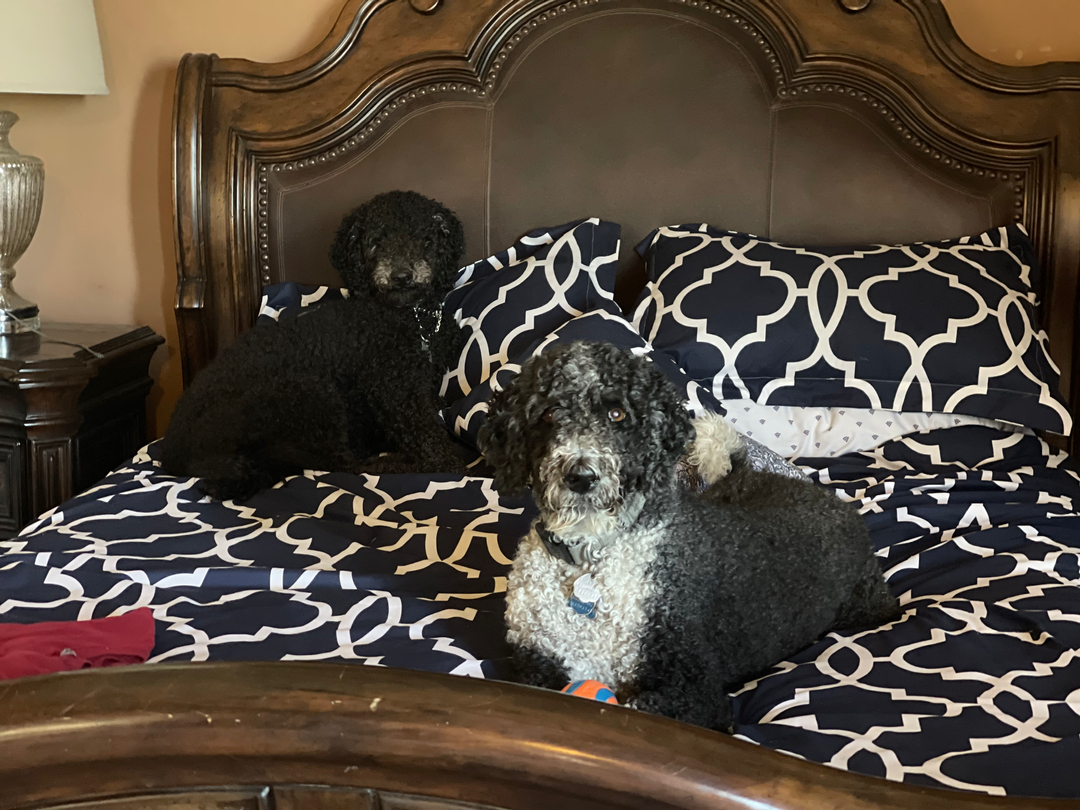 NTKarantinos's tweet photo. Coco and Charlie on morning guard duty!
#dogs
#dogsofinstagram
#arizonadogs
#dogsofinsta
#dogsdaily
#dogsworld
#dogsarefamily https://t.co/FVfeTC6fLU