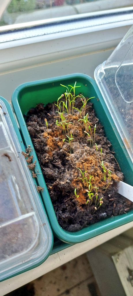 muddymuddymum's tweet photo. I've been plagued with a bit of mould growing on the compost for this years seedlings.  Someone said try cinnamon - and I think my seedlings have quite liked this idea (they weren't up when I applied it).

#Gyo #growyourown #selfsuffiency #plants #gardening #vegetables https://t.co/7AwXpR8O3s