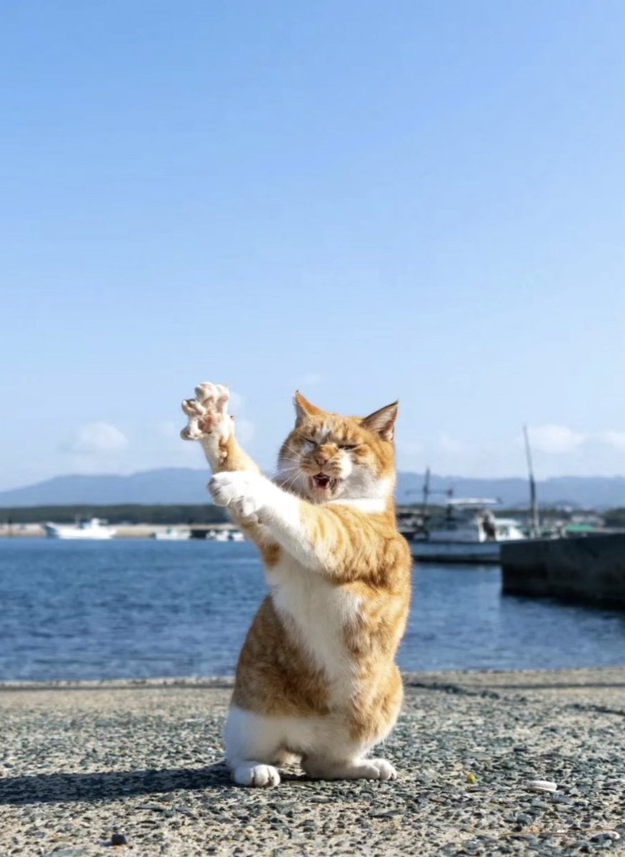 petsaboom's tweet photo. Paws UP

#petsaboom #catsofinstagram #Cat #CatStar #cats #CatsOfTwitter #CatsLover #PawsUp https://t.co/p1hPRQEtgd