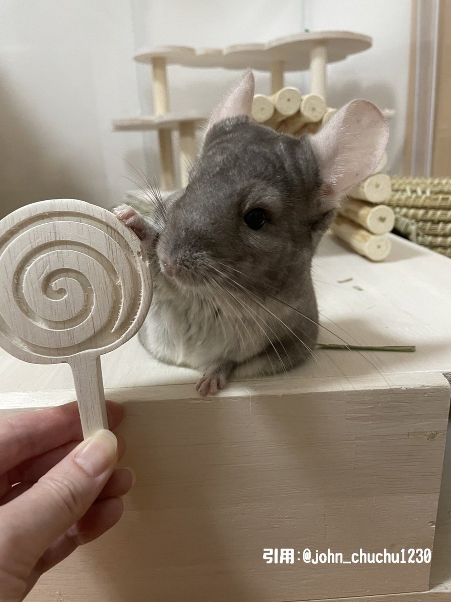 chillaitem's tweet photo. 【プレゼント企画】
本日、良い歯の日(1/18)でチンチラの日です。
カジカジかじり木を噛んで良い歯を育んで頂きたいので、プレゼントを用意致しました。
飴ちゃん、ロリポップセットをRT&amp;フォローで3名様に完全抽選でプレゼントいたします🍭🍬
https://t.co/jgVvNgbWRc https://t.co/GwXKeXHcK6