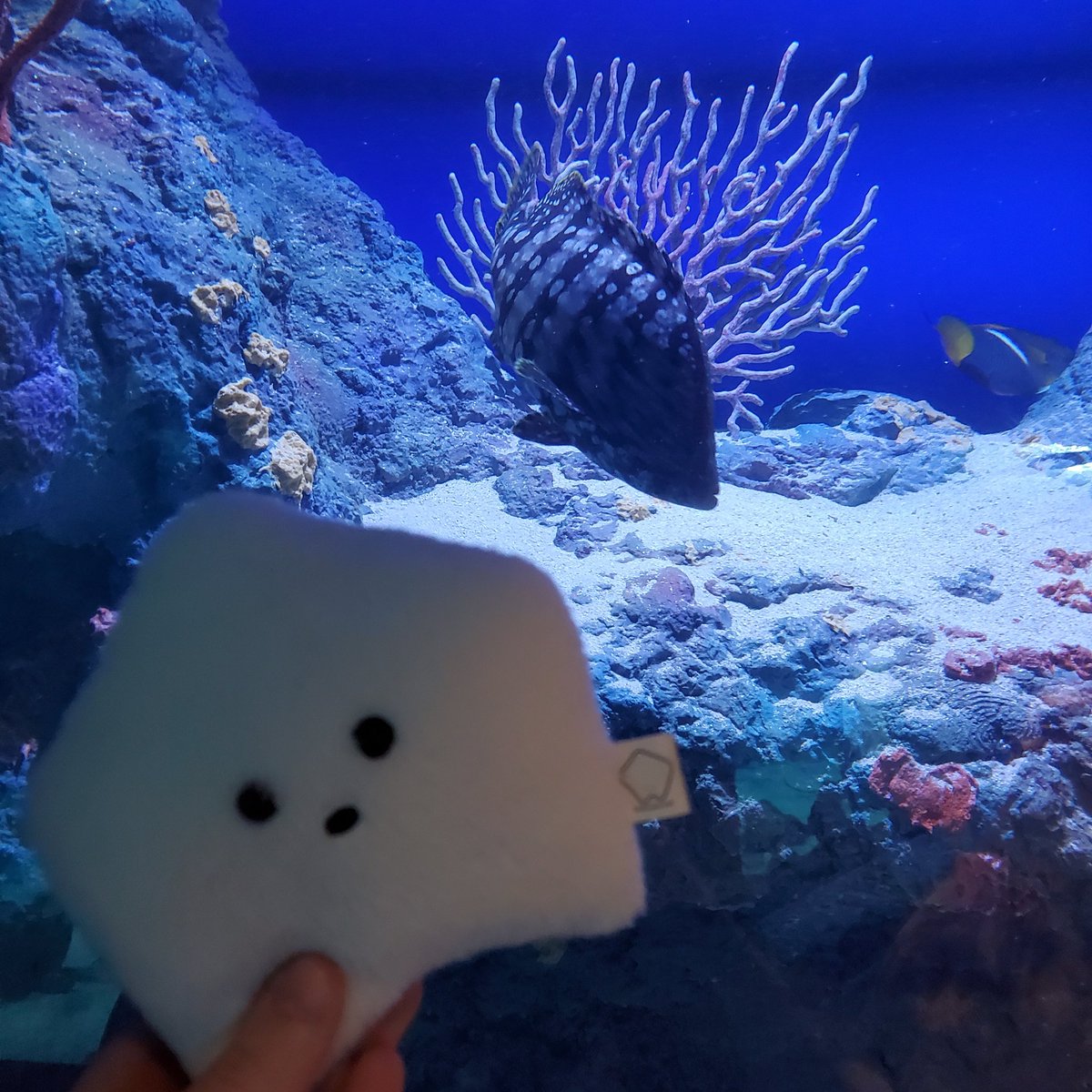 sucklet7's tweet photo. under the sea. under the sea. π΅πππ π‘ππΆ.
#sucklet. #fishlet. https://t.co/rI1eW3oxJ6