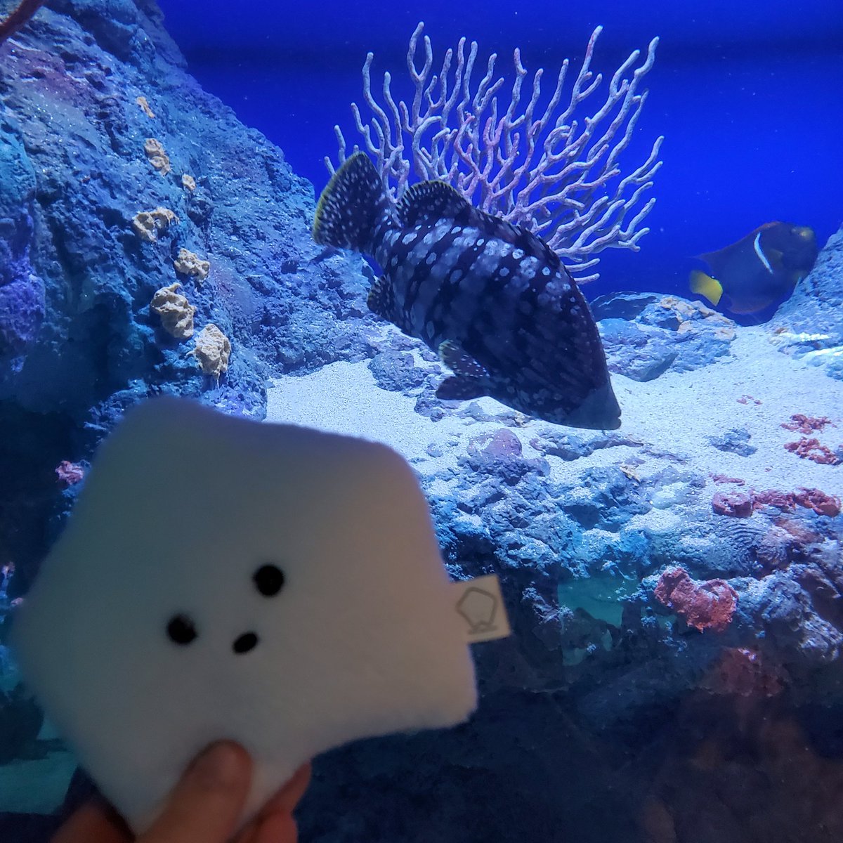 sucklet7's tweet photo. under the sea. under the sea. π΅πππ π‘ππΆ.
#sucklet. #fishlet. https://t.co/rI1eW3oxJ6