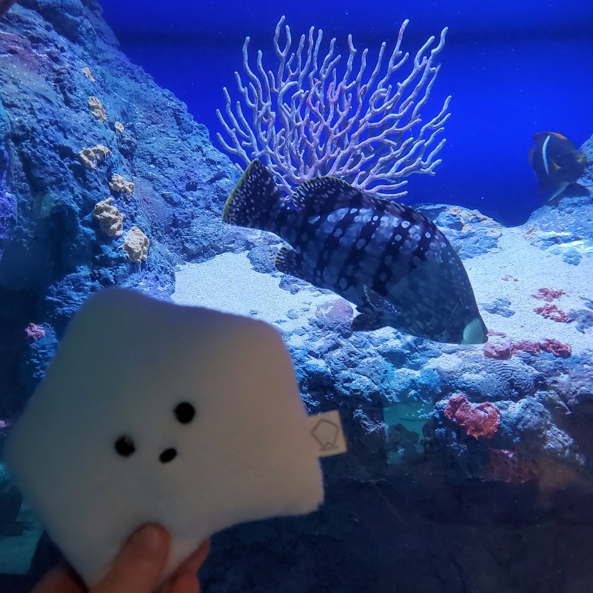 sucklet7's tweet photo. under the sea. under the sea. π΅πππ π‘ππΆ.
#sucklet. #fishlet. https://t.co/rI1eW3oxJ6