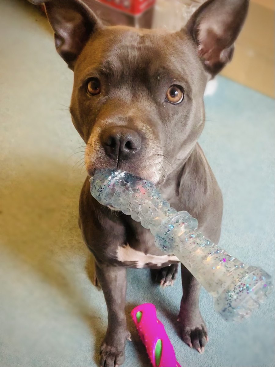 Great news! My bandage is off - Friends… Let’s play 🥳💗💗💗 #Dog #DogTwitter #Happy https://t.co/vnH4wAl13X