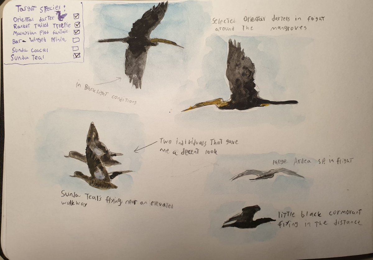 Paleoraptor_'s tweet image. some bird sketches from last sundays Angke Kapuk birding session that I haven&apos;t posted.

some cool sightings and lifers, definitely a very good start for this years birding.

#awc2023