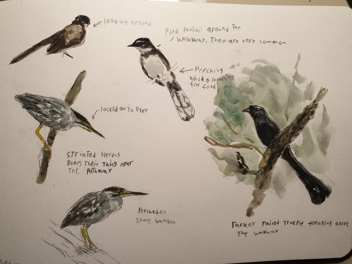 Paleoraptor_'s tweet image. some bird sketches from last sundays Angke Kapuk birding session that I haven&apos;t posted.

some cool sightings and lifers, definitely a very good start for this years birding.

#awc2023