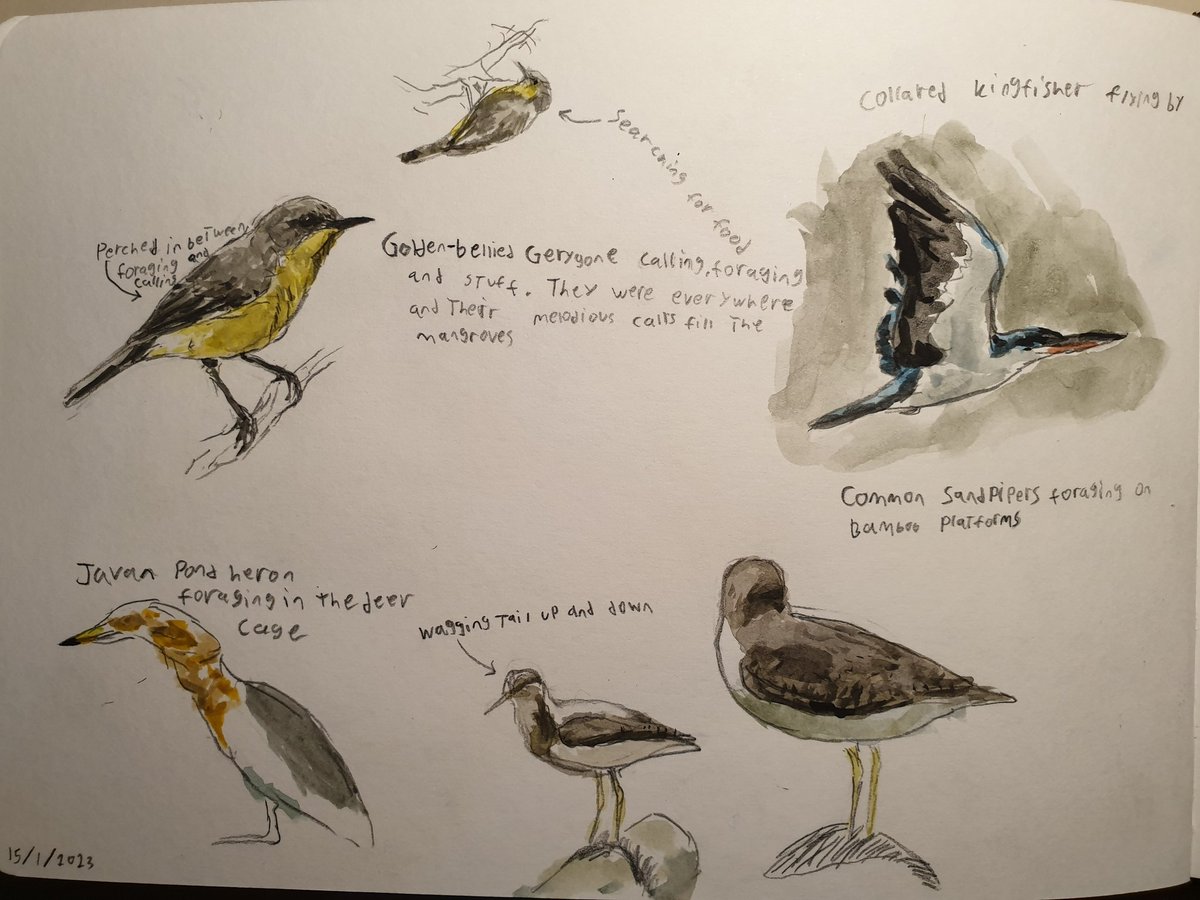 Paleoraptor_'s tweet image. some bird sketches from last sundays Angke Kapuk birding session that I haven&apos;t posted.

some cool sightings and lifers, definitely a very good start for this years birding.

#awc2023