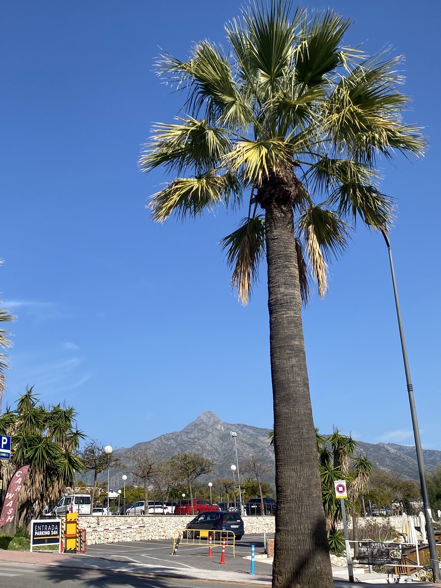Winter time in Marbella can get pretty tough, it's why more and more people are being attracted to live or just spend more time here ☀️🌴 #GoldenVisa #SunLife #CostaDelSol #Spain #LuxuryLiving #CharterLife #VisaInvestments