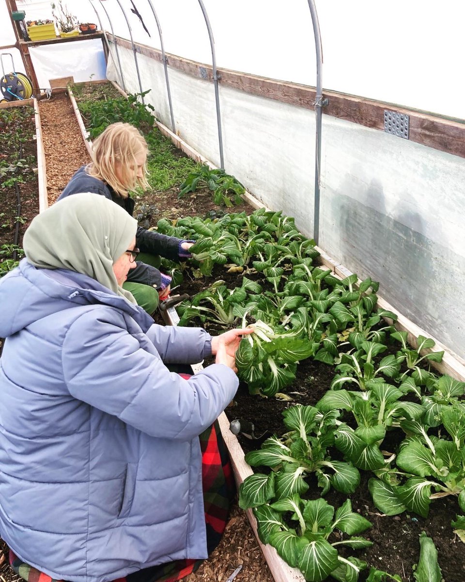 First harvest of the year alert! Growhampton's officially out of winter hibernation and on this cold winter morning, our volunteer harvest team gathered some pak choi, broccoli rabe (rapini) and parsley. All of which is for sale and can be found at @The_Hive_Cafe 🥬🥬🥬